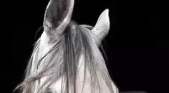 Gezi Fotoğrafçılığı