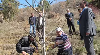Uzmanından Ceviz Budamanın Püf Noktaları