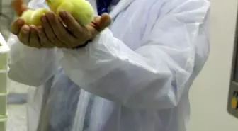 Civcivler 45 Günde Nasıl Büyür?