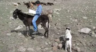 Eşek Üzerinde Ders Çalışan Öğrenci