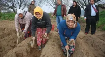 'Kuşkonmaz' Tireli Çiftçinin Yeni Umudu