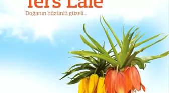 TERS LALE; Doğanın Hüzünlü Güzeli