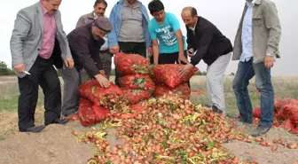 (Özel Haber) Üreticiler: 'Soğanlarımızı Çöpe Dökeceğiz'
