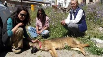 Cunda Adası'ndaki Köpek Katliamına İlginç İddia