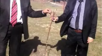 Hınıs'ta 'Kar Faresi' Meyve Fidanlarına Zarar Verdi