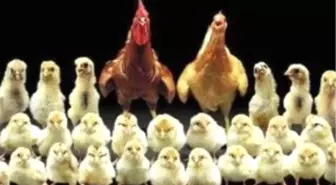 250 Milyon Tavuktan Keban Barajı Çıkaracak