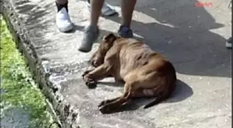 Pitbullu Boğarak Canını Kurtardı