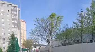 Beylikdüzünde Peyzajda Yeni Bir İlk!