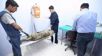 Hayvanlar İçin Röntgen Cihazı Alındı