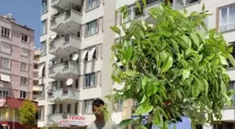 Antalya'nın Caddeleri Narenciye Çiçeği Kokacak