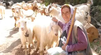 Çobanlık Yapıp Üç Çocuğunu Okutuyor