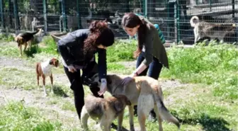 Üniversiteli Gençlerden Sokak Hayvanlarına Yemek Kabı 
