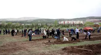 Cü'ye Bin Adet Kurt Üzümü Fidesi Dikildi