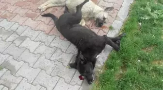 Avanos'da Köpek Katliamı İddiası