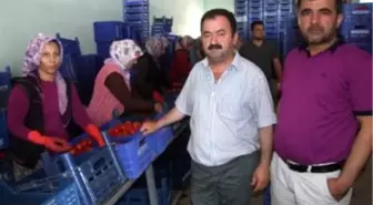 Domateste İhracat Arttı, Fiyatlar Tavan Yaptı