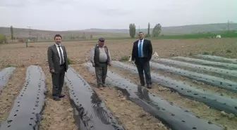 Şuhut'ta Yerli Çilek Çalışmaları