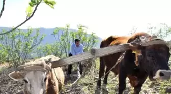 Aydınlı Çiftçiler Karasabandan Vazgeçmiyor