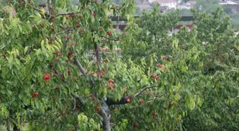 15 Dakika Yağan Dolu Çiftçinin Bir Yıllık Emeğini Vurdu