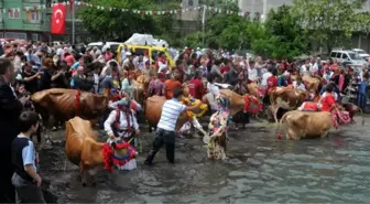 İnekler Denizde Yıkandı, Yayla Göçü Başladı