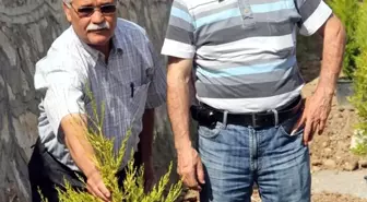 Burhaniye'de Yeşillendirme Seferberliği