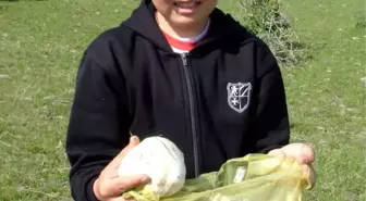 Yabani Mantar Mevsiminde Zehirlenmeye Dikkat