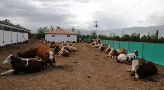 Dap ile Hayvancılık Gelişiyor