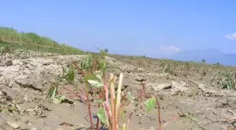 Söke Ovası'nda Pamukçuyu Bu Kez Dolu Vurdu