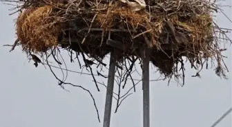 Yağmurlar, Gediz Deltası'na Hayat Verdi