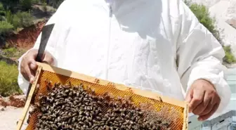 Alanya, Arıcının 'Kış' Gözdesi