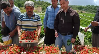 Silifke Yaylalarında Domatese Alternatif Çilek Ekildi