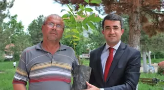 Pazarlar'da Ücretsiz Bin Adet Ceviz Fidanı Dağıtıldı