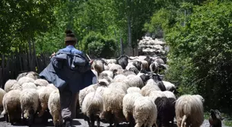 Yaylalara Büyük Göç Başladı