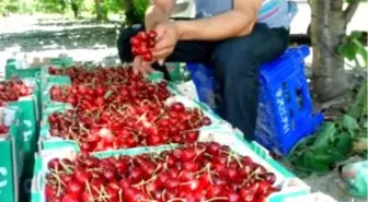 Tokat'tan Rusya'ya Kiraz İhracaatı