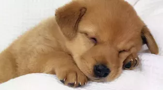 İnegöl Belediyesi'nden Hayvan Bakımı Kursu