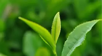 Lipton Emin Adımlarla İlerliyor