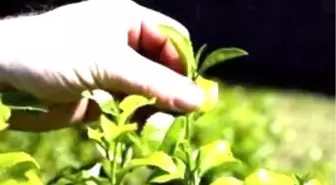 Çay Bahçelerinin 25 Yıl Ömrü Kaldı