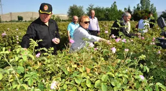 Vali Oğuz Gül Topladı