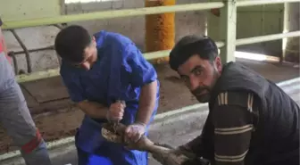 Yaylaya Çıkmadan Önce Büyükbaş Hayvanlara 'Pedikür'