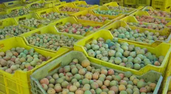 Para Etmeyen Kayısı Meyve Suyu Fabrikalarına Satılıyor