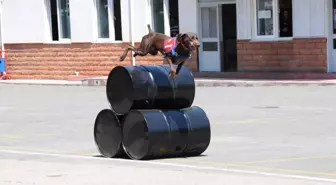 Veri ve Vakar'ın Gurur Günü