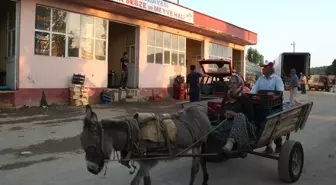 Köylü Kadınlar Çilek Mesaisinde