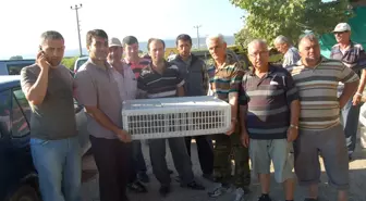 Lapseki'de Keklikler Sanıldı