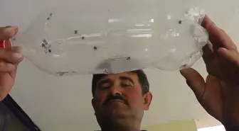 Çobanların Kene Korkusu