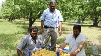 Iğdır'da Kayısı Hasadı Başladı