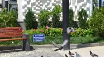 Ordu'da Güvercinlere Yem Yasağı