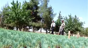 Hedef Bir Milyon Fidan Üretmek