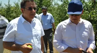 Milas'ta Bodur Elma Hasadı