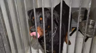 Rotweiler 5 Yaşındaki Mehmet'i Parçaladı