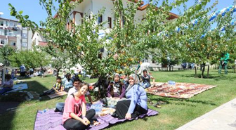 Bağcılar'da Kayısı Dalından Yenir