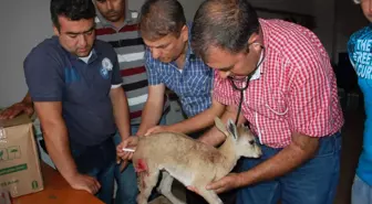 Yaralı Keçi Yavrusuna Ameliyat